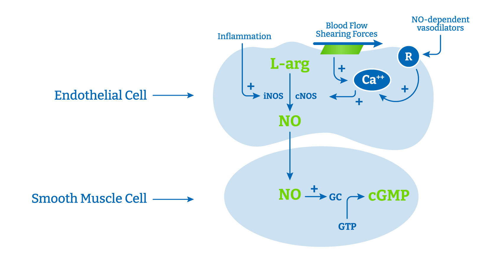 cell-diagram
